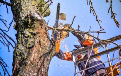 Discover top-notch tree trimming services in Green Bay, Wisconsin