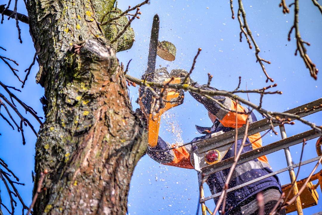 tree trimming company, tree pruning company, green bay wisconsin, depere, de pere, landscaping, peteson custom solutions